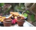 The Science of the Perfect "Kadak&q...